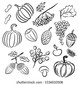 Ink hand drawn set of autumn leaves, rowan berries, ripe pumpkins, acorns. Autumn elements collection with brush style . Vector illustration.