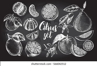 Ink hand drawn set of different kinds of citrus fruits. Food elements collection for design, Vector illustration.