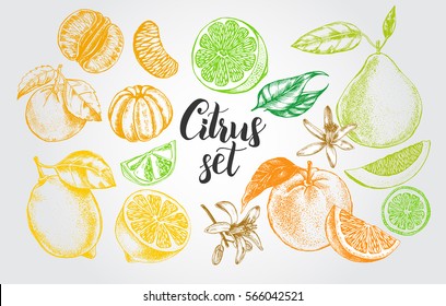 Ink hand drawn set of different kinds of citrus fruits. Food elements collection for design, Vector illustration.