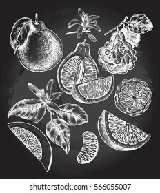 Ink hand drawn set of different kinds of citrus fruits. Food elements collection for design, Vector illustration.