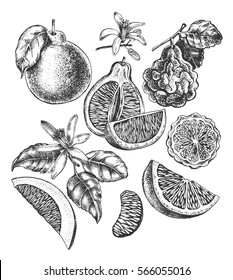 Ink hand drawn set of different kinds of citrus fruits. Food elements collection for design, Vector illustration.