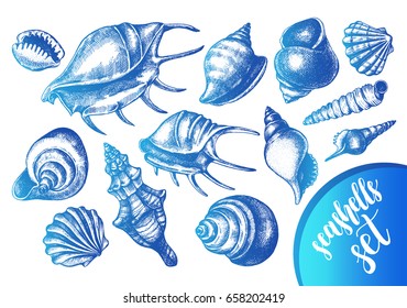 Ink hand drawn set of different types mollusk sea shells. Marine elements collection for design, Template for cards, banners, posters. Vector illustration.