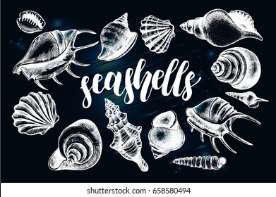 Ink hand drawn set of different types mollusk sea shells. Marine elements collection for design on chalkboard background. Template for cards, banners, posters. Vector illustration.