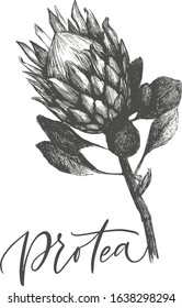 Ink hand drawn set of exotic protea flowers. Botanical elements collection for design, Vector illustration.