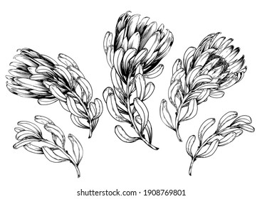 Ink hand drawn set of exotic protea flowers. Botanical elements collection for design, Vector illustration.