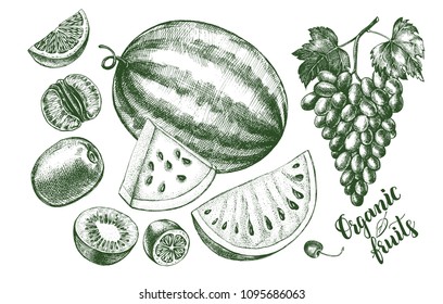 Ink hand drawn set of fruits - watermelon, grapes, kiwi fruit, tangerine. harvest elements collection with brush calligraphy style lettering. Vector illustration.