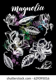 Ink hand drawn set of magnolia flowers and leaves. Botanical elements collection for design, Vector illustration.