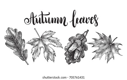 Ink hand drawn set of maple and oak leaves. Botanical elements collection for design with brush calligraphy style lettering. Vector illustration.