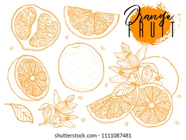Ink hand drawn set of orange fruit. Food element collection. Vintage sketch. Color outline. Vector illustration