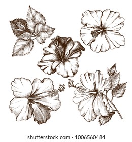 Ink hand drawn set of tropical hibiscus flowers. Botanical elements collection for design, Vector illustration.