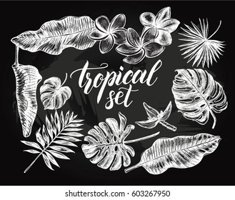 Ink hand drawn set of tropical leaves and flowers - Banana leaves, monstera, palm leaves, frangipani. Botanical elements collection for design, Vector illustration.