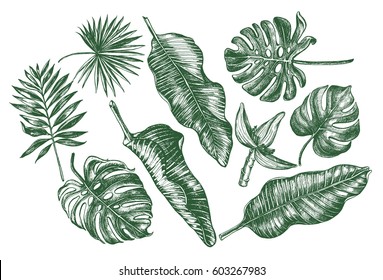 Ink hand drawn set of tropical leaves and flowers - Banana leaves, monstera, palm leaves. Botanical elements collection for design, Vector illustration.