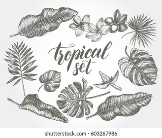 Ink hand drawn set of tropical leaves and flowers - Banana leaves, monstera, palm leaves, frangipani. Botanical elements collection for design, Vector illustration.