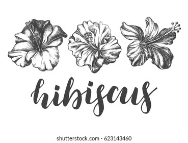 Ink hand drawn set of tropical hibiscus flowers. Botanical elements collection for design, Vector illustration.