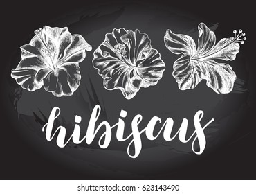 Ink hand drawn set of tropical hibiscus flowers. Botanical elements collection for design, Vector illustration.