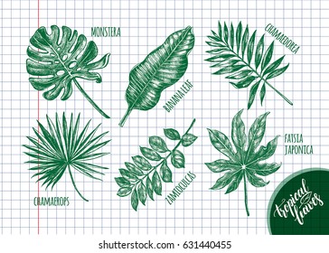 Ink hand drawn set of tropical plants leaves - Banana palm leaves, monstera, chamaedorea, chamaerops, zamioculcas, fatsia japonica. Botanical elements collection for design, Vector illustration.