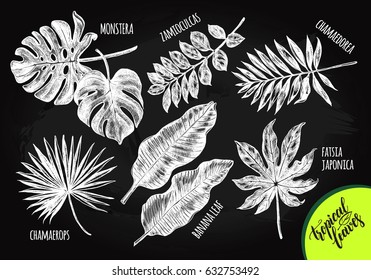 Ink hand drawn set of tropical plants leaves - Banana leaves, monstera, chamaedorea, chamaerops, zamioculcas, fatsia japonica. Botanical elements collection. Vector illustration on the chalkboard.