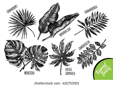 Ink hand drawn set of tropical plants leaves - Banana palm leaves, monstera, chamaedorea, chamaerops, zamioculcas, fatsia japonica. Botanical elements collection for design, Vector illustration.