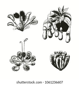 Ink hand drawn ink sketch of carnivourous plants