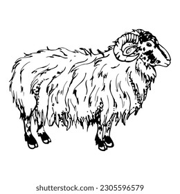Ink hand drawn sketch of isolated object. Vector black silhouette of grazing domestic animal sheep ram livestock for wool. Design for tourism, travel, brochure, fabric, guide, print, card, tattoo