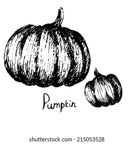 Ink hand drawn sketch pumpkins. Vector vintage illustration.