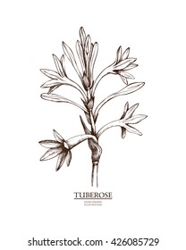 Ink hand drawn tuberose (Polianthes tuberosa) isolated on white background. Vector illustration of highly detailed aromatic plant. Perfumery ingredient and materials.