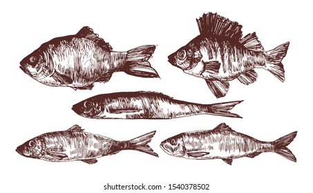 ink hand drawn vector illustration with different types of fish. good straight lines. for cards, banners,
signs, menu design or decoration use. nature illustration. vintage style.