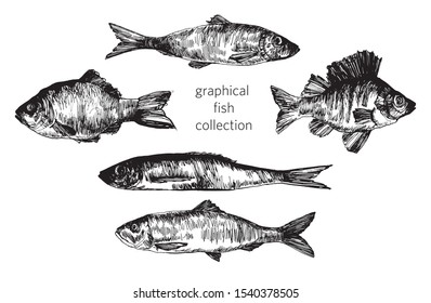 ink hand drawn vector illustration with different types of fish. good straight lines. for cards, banners,
signs, menu design or decoration use. nature illustration. sketch style