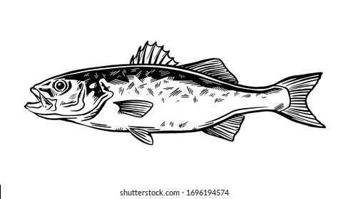 Ink Hand drawn vector illustration of sea bass (lubina) on white background