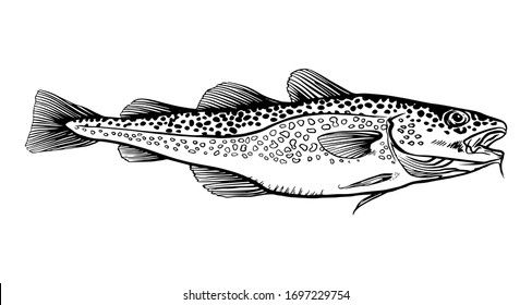 Ink Hand drawn vector illustration of cod fish (Gadus morhua) on white background