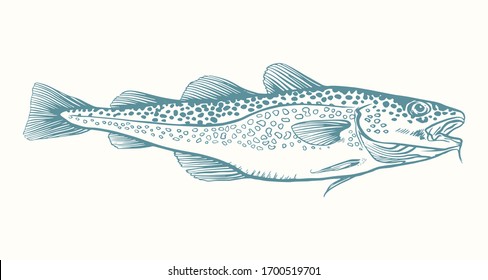 Ink Hand drawn vector illustration of cod fish (Gadus morhua) on white background