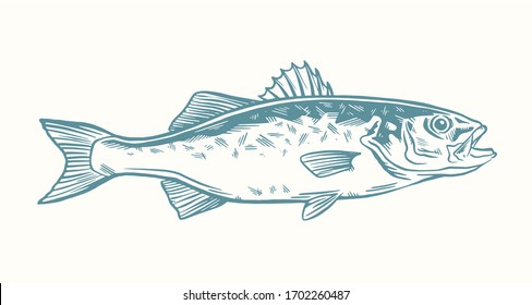 Ink Hand drawn vector illustration of sea bass (lubina) on white background