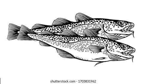 Ink Hand drawn vector illustration of two cod fish (Gadus morhua) on white background