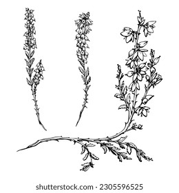 Ink hand drawn vector sketch of isolated object. Heather in bloom, shrub plant branches with flowers, buds and leaves, nature. Design for tourism, travel, brochure, wedding, card, guide, print, tattoo