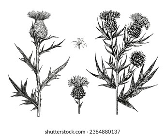 Ink hand-drawn detailed illustration of thistle flowers and buds. Vector graphic.