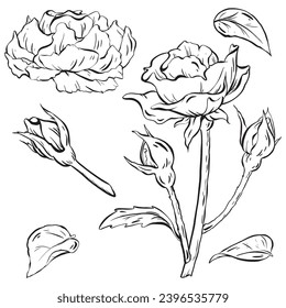 Ink: Hand-drawn roses, elegantly depicting flowers with stems, buds, and leaves. for tattoos, invitations, and cards. celebrations, weddings, and birthdays. vector illustration in EPS 10