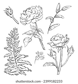 Ink: A hand-drawn set of flowers featuring roses with buds and delicate leaves. Forest fern leaf for bouquet arrangements. Wildflowers and woodland herbs as the decorative foliage. vector EPS 10