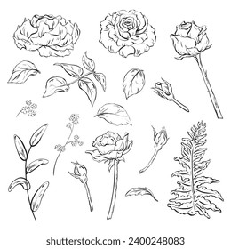 Ink: A hand-drawn set of flowers featuring roses with buds and delicate leaves. Forest fern leaf for bouquet arrangements. Wildflowers and woodland herbs as the decorative foliage. vector EPS 10