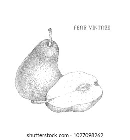 Ink hand-drawn vintage pear illustration. Dotwork.