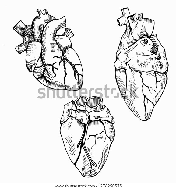 Ink Human Heart Hand Drawn Set Stock Vector (Royalty Free) 1276250575 ...