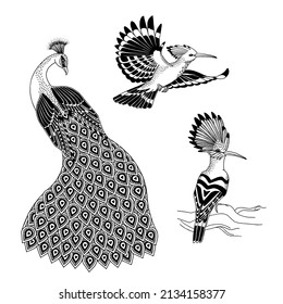 Ink illustration of birds - the hoopoe and the peacock