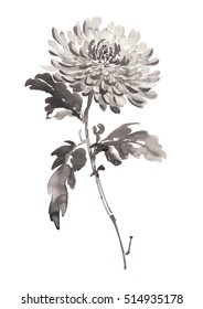 Ink illustration of chrysanthemum in bloom. Sumi-e, u-sin, gohua painting style. Silhouette made up of black brush strokes isolated on white background.