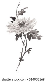 Ink illustration of flower, blooming chrysanthemum in monochrome. Sumi-e, u-sin, gohua painting style. Silhouette made up of black brush strokes isolated on white background.