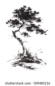 Ink illustration of growing pine tree with some grass. Sumi-e, u-sin, gohua painting style. Silhouette made up of black brush strokes isolated on white background.