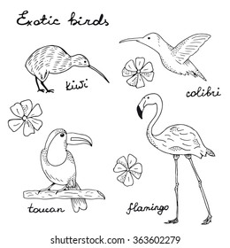 Ink illustration of popular birds vector. Colibri, flamingo, kiwi and toucan isolated on white. Set exotic birds vector. Hand drawn wild birds for design, stickers, wrapping, label etc. 