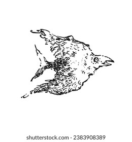 Ink illustration from sketchbook with a bird, crow. Graphic original interesting art. Can be used for background, print, tattoo, graphic element, icon, logo. Hand drawn art.