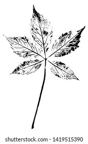 Ink imprint of autumn leaf with texture, isolated on white. Grunge stamp leaves of Parthenocissus. Overlay template. Vector illustration