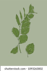 Ink leaves, Green Leaf, Vector Illustration