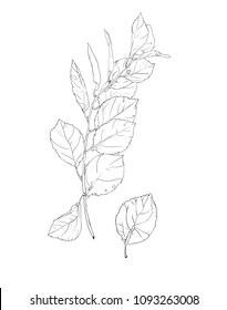Ink leaves Vector Illustration