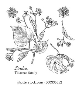 Ink linden herbal illustration. Hand drawn botanical sketch style. Absolutely vector. Good for using in packaging - tea, condinent, oil etc - and other applications